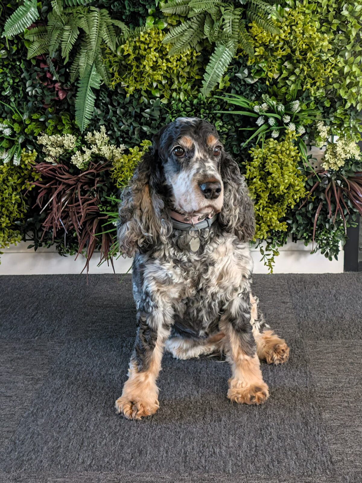 Nana, la chienne cocker de David, assise devant le mur végétal