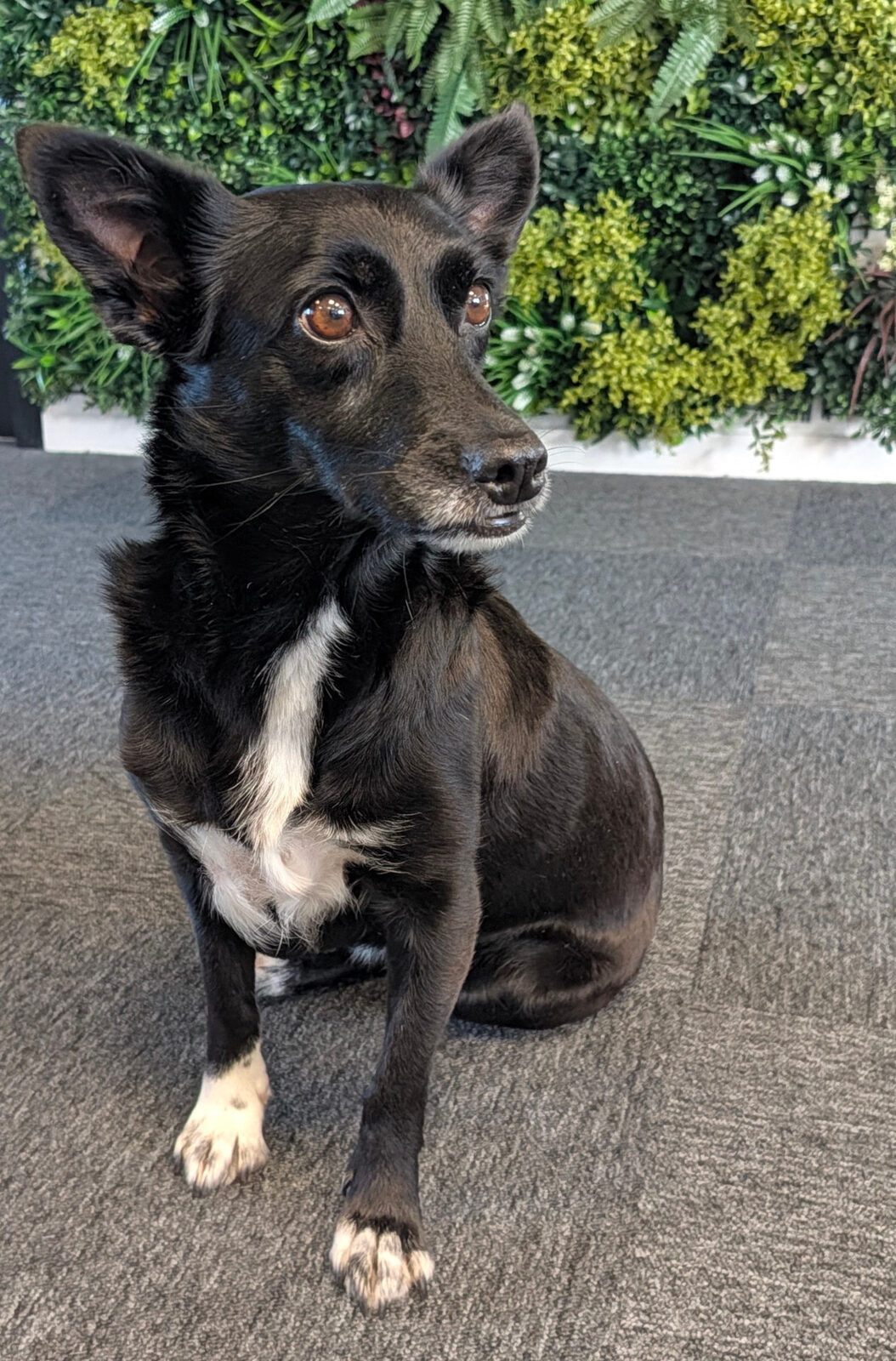 Bianca, la chienne de Pierre, assise dans les bureaux
